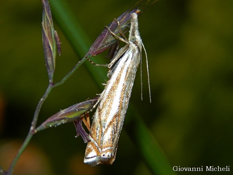 Crambidae da ID